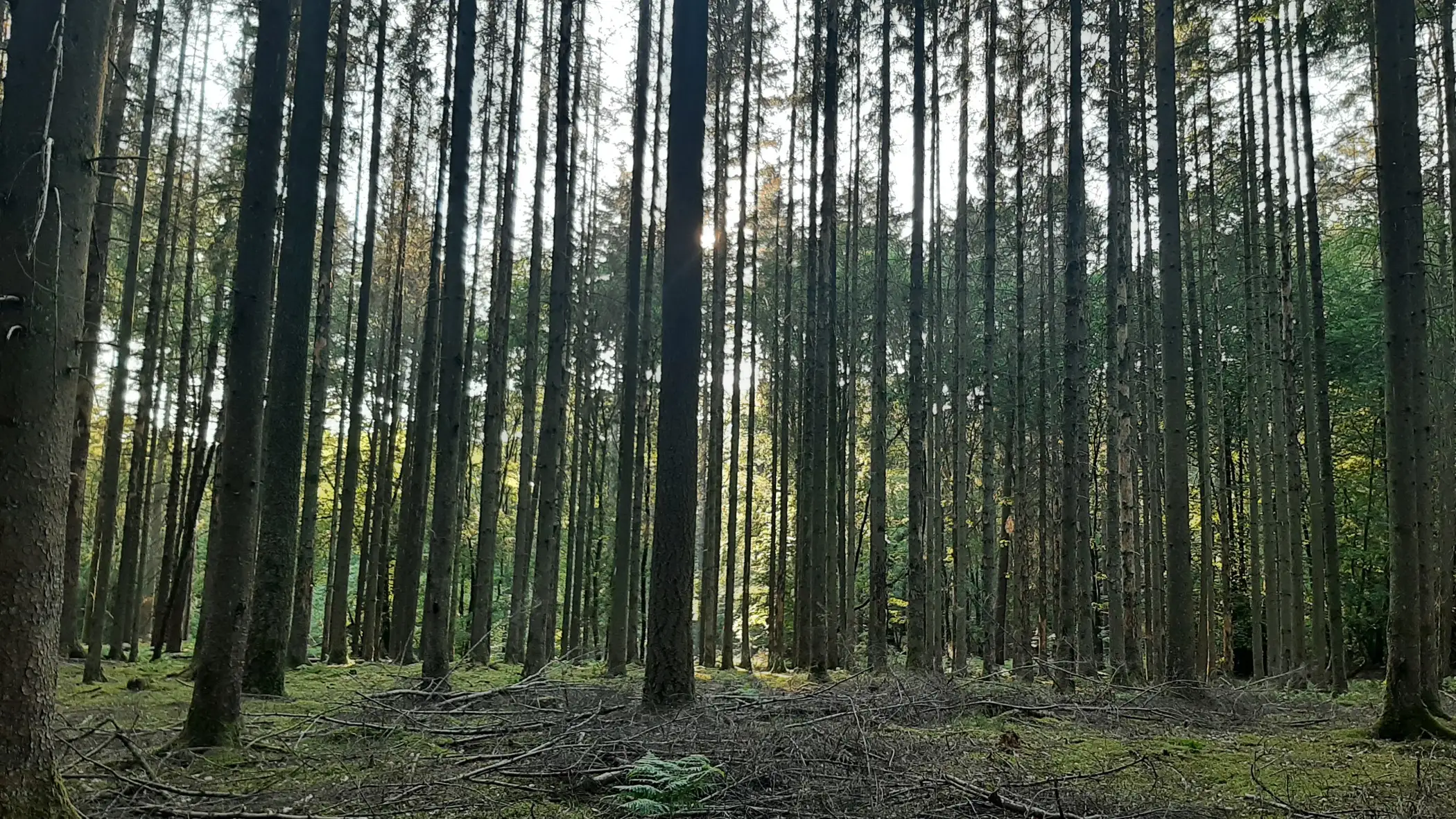 Cottage for 4 people in Saint-Léger Ma Tiny Gaumaise